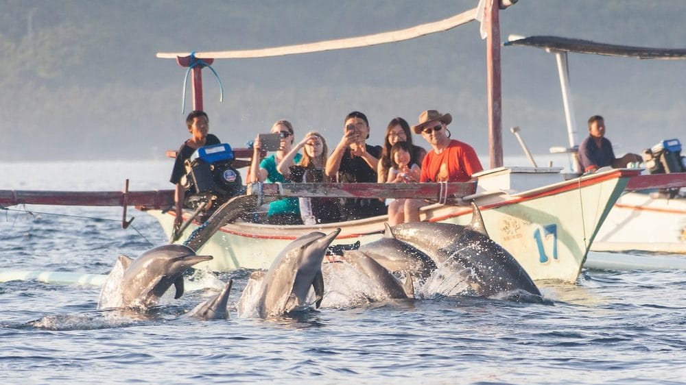 dauphins bali