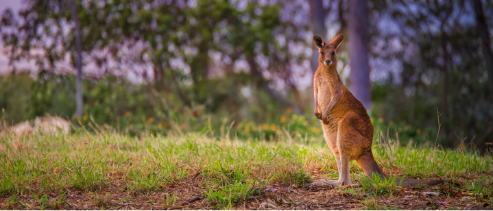 kangourou australie