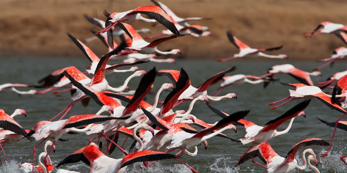 Lac Natron flamant roses