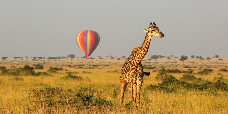 Safari Serengeti Girafe