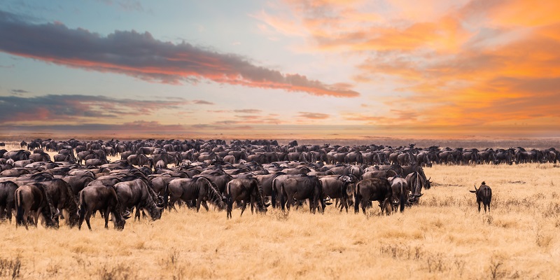 Safari Serengeti Gnou