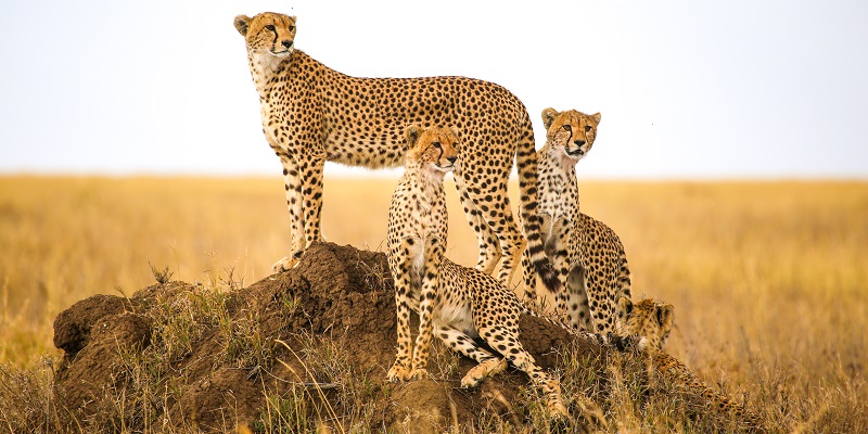 Safari Serengeti Guépard