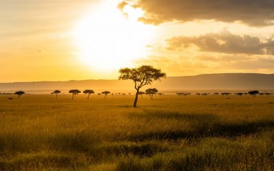Safari Serengeti : voyage au cœur de la Tanzanie
