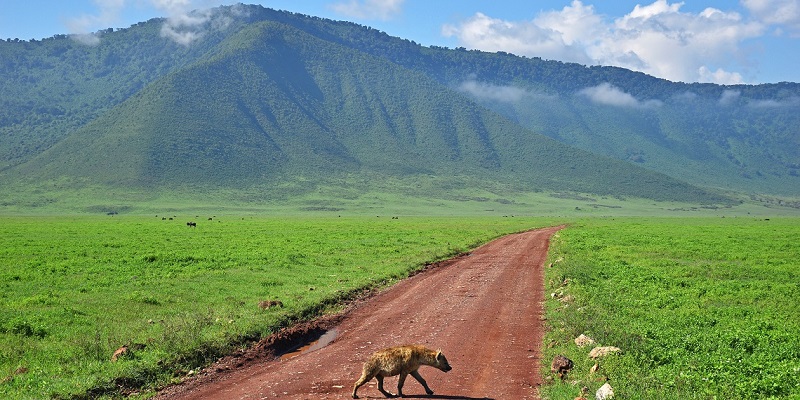 Hyène à Ngorongoro