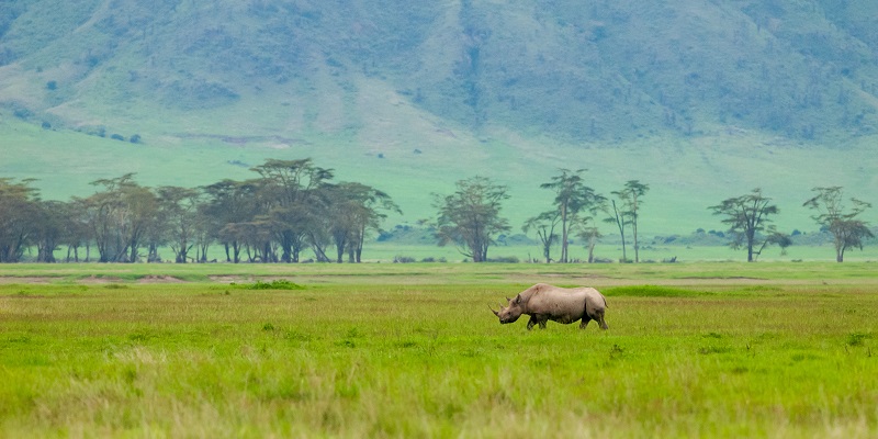 Rhinocéros Ngorongoro