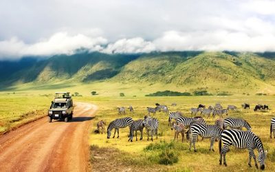 Safari en Tanzanie : ce qu’il faut savoir pour une aventure réussie