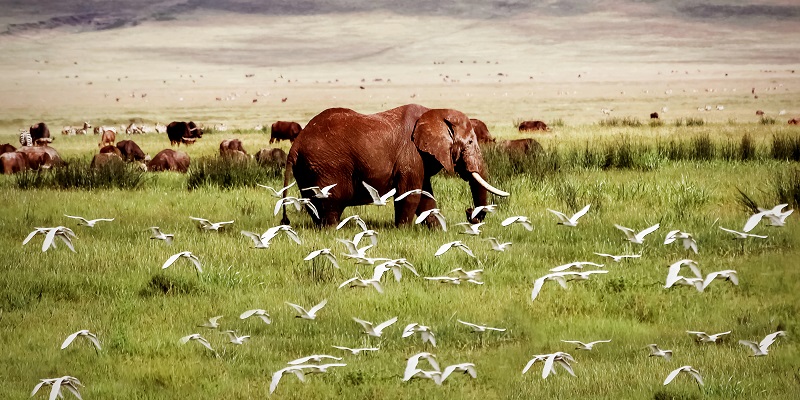 Safari Ngorongoro 