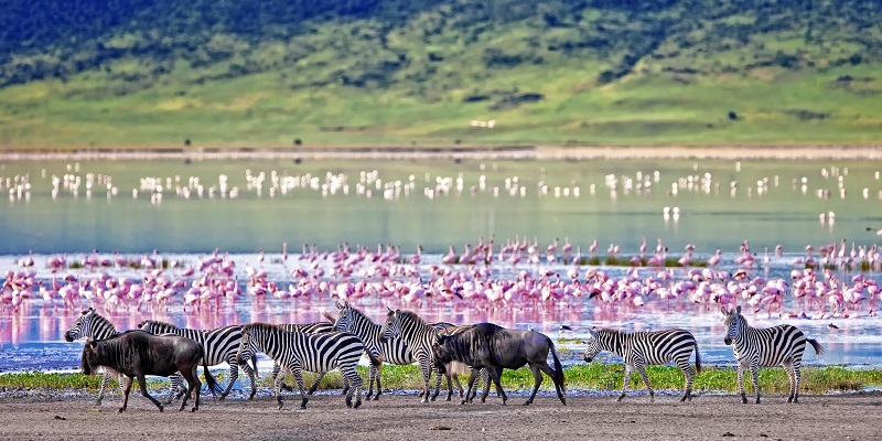 Safari Ngorongoro oiseaux