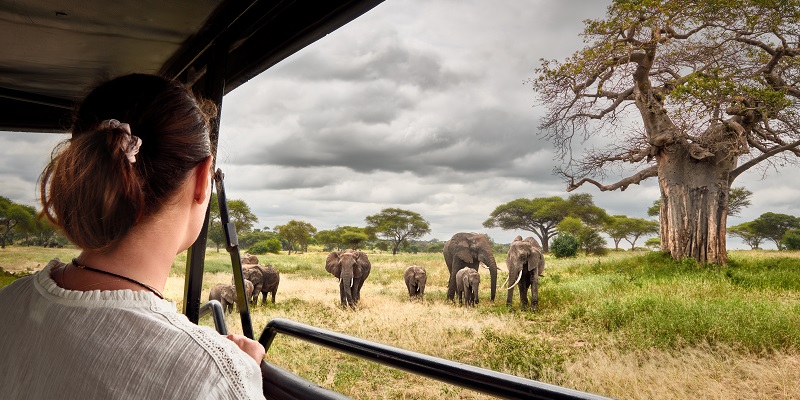 Safari Tanzanie