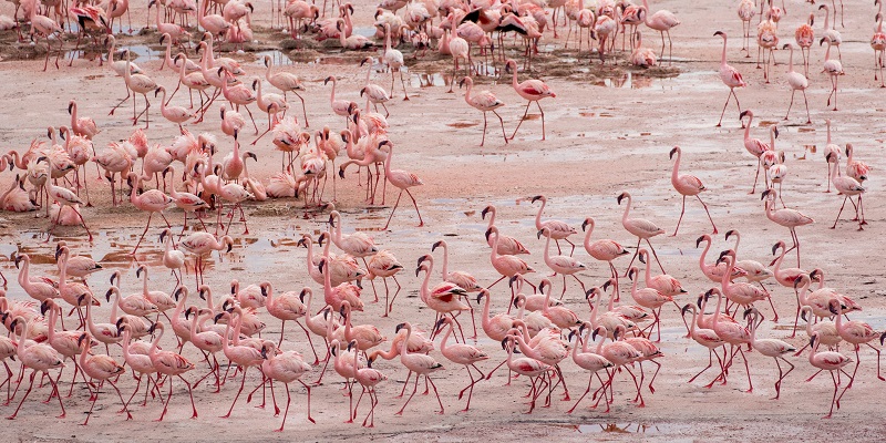 Safari Tanzanie