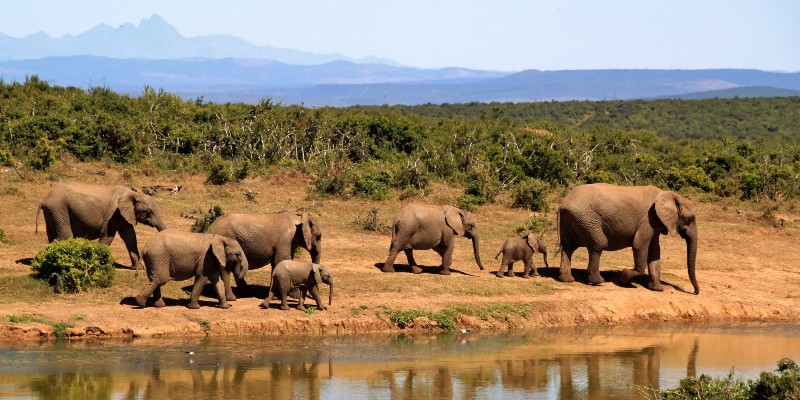 safari au botswana elephants