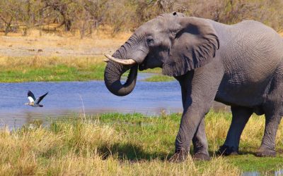 Safari au Botswana : Le guide pour une aventure réussie