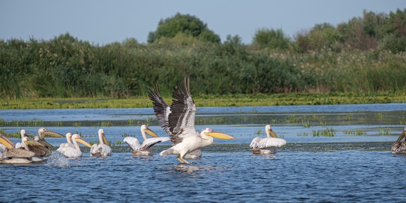 safari au botswana delta okavango