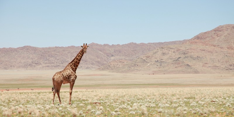 safari au botswana désert du kalahari