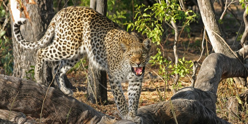 safari au botswana faune