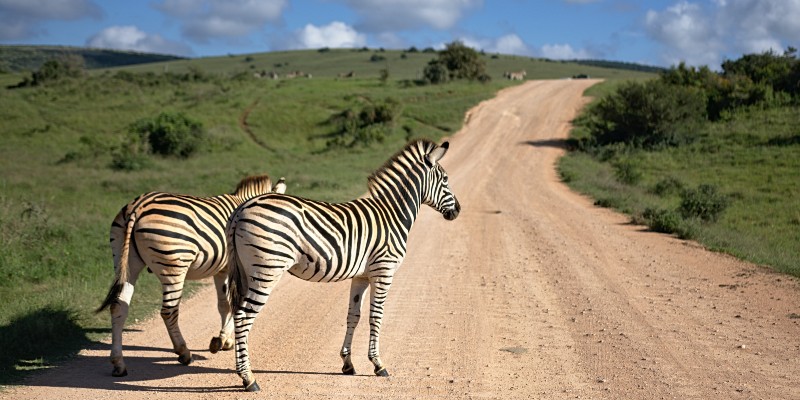 safari au botswana flore