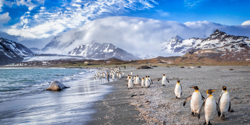 croisière en antarctique géorgie du sud