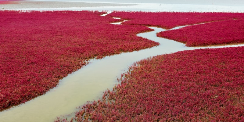 destinations insolites plage rouge de panjin