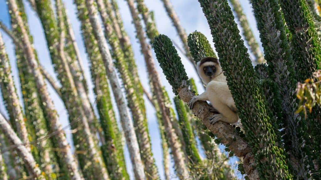 madagascar