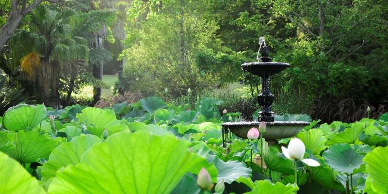 Royal Botanic Garden sydney