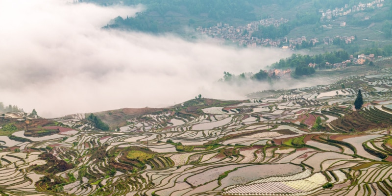 rizières de Yuanyang