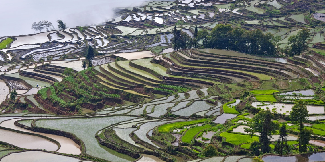 rizières de Yuanyang