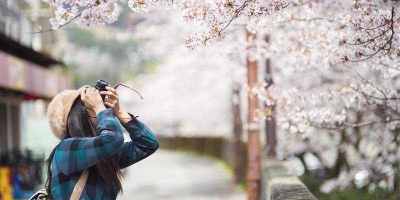 voyager au printemps au japon