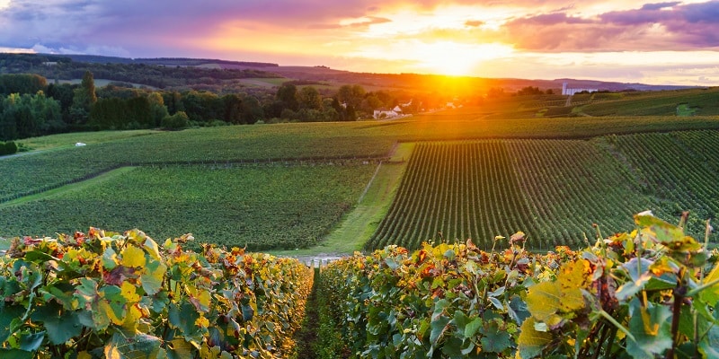 les routes des vins