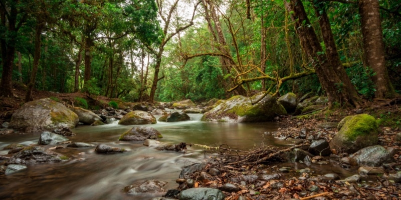 vallée du Rio Savegre voyage au Costa Rica