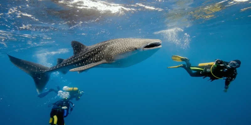 voyage d'aventure plongée avec les requins